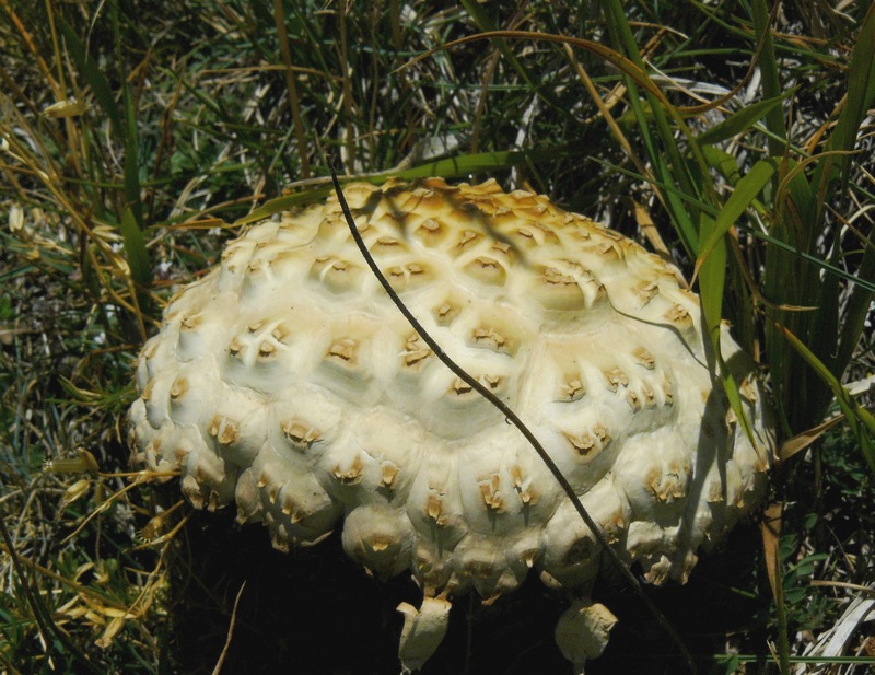 Kheops... Kephren...o ???  QUIZ